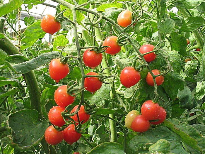 开云体育官方下载app:图Y招财鱼涵义吉利嘴大能吃体型壮