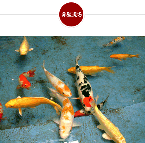 开云体育官方下载app