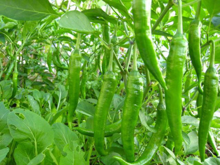 开云体育官方下载app:限制级影片《严寒热带鱼》 曝奥秘悬疑海报