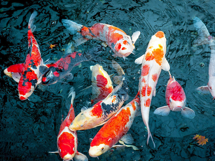 开云体育官方下载app