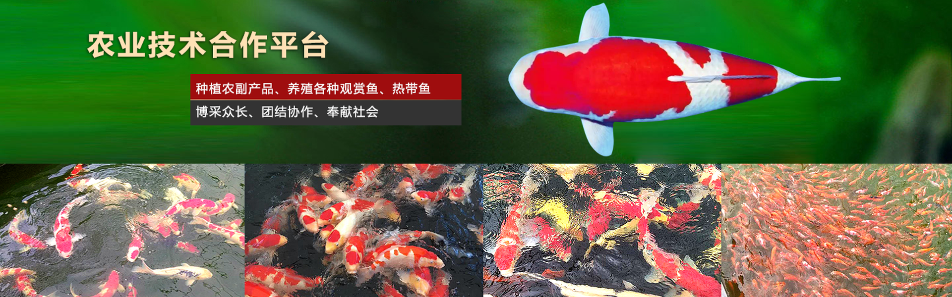 开云体育官方下载app